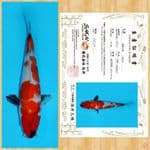 SHOWA IMPORT SAKAI TOSAI ~ 20 CM