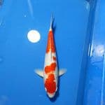 GIN RIN KOHAKU STRONG 32cm MALE