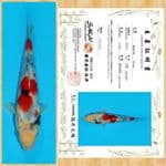 SHOWA IMPORT SAKAI TOSAI ~ 23 CM