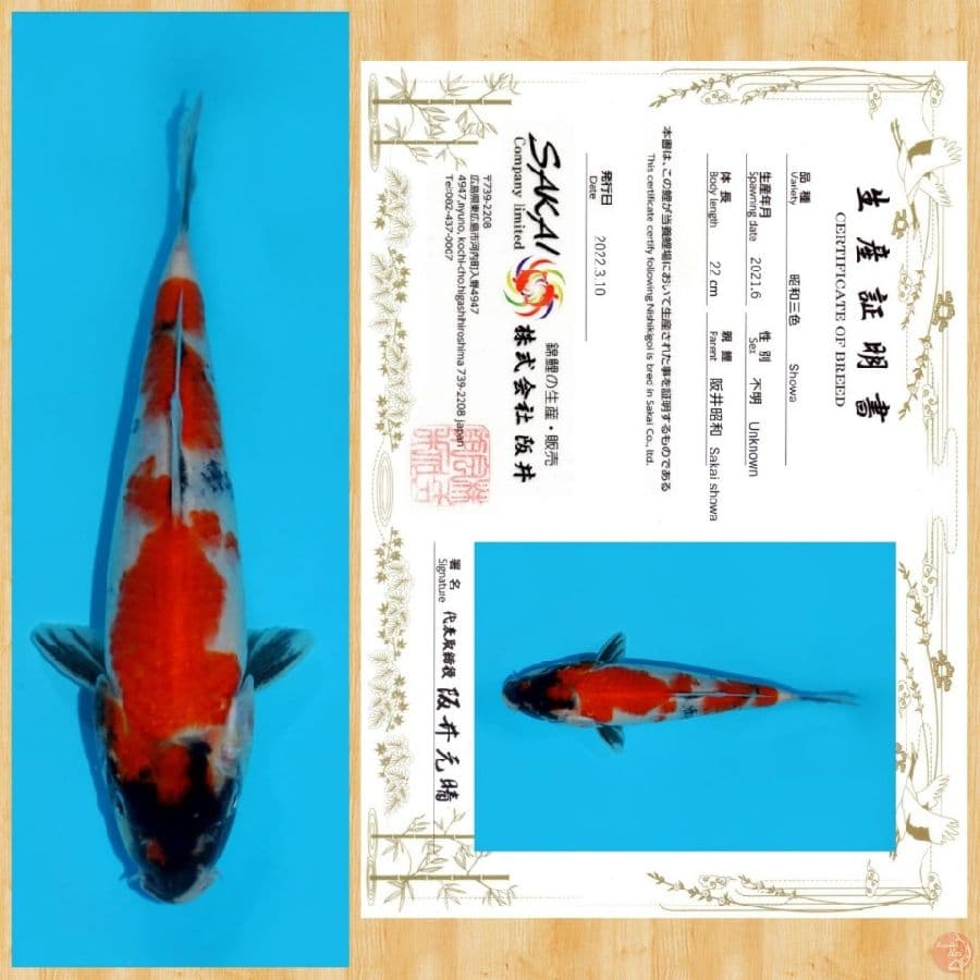 SHOWA IMPORT SAKAI TOSAI ~ 22 CM