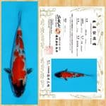 SHOWA IMPORT SAKAI TOSAI ~ 22 CM