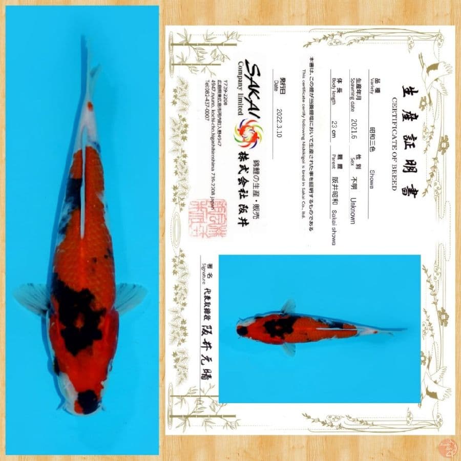 SHOWA IMPORT SAKAI TOSAI ~ 23 CM