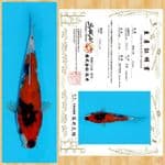 SHOWA IMPORT SAKAI TOSAI ~ 23 CM