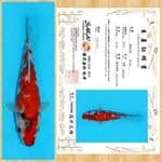 SHOWA IMPORT SAKAI TOSAI ~ 22 CM