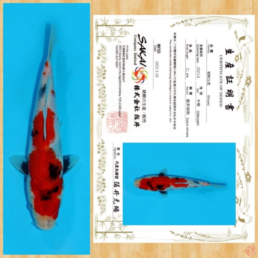 SHOWA IMPORT SAKAI TOSAI ~ 21 CM
