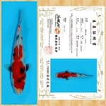 SHOWA IMPORT SAKAI TOSAI ~ 21 CM