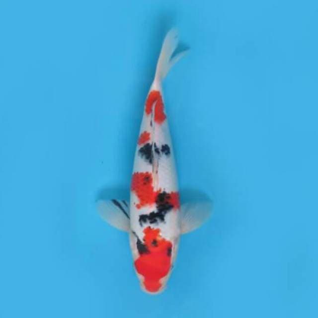 28cm Male Tosai - Sanke Good Pola 