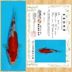 SHOWA IMPORT SAKAI TOSAI ~ 20 Cm