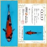 SHOWA IMPORT SAKAI TOSAI ~ 20 CM