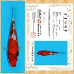 SHOWA IMPORT SAKAI TOSAI ~ 24 CM