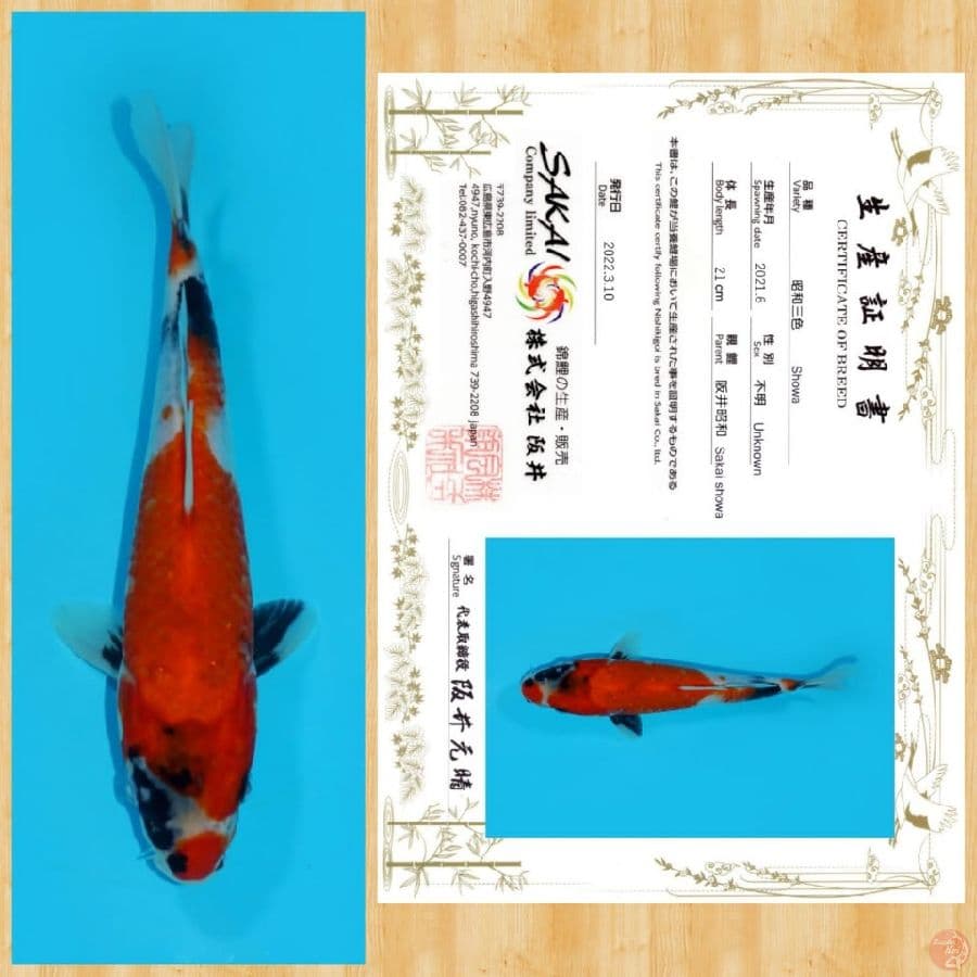 SHOWA IMPORT SAKAI TOSAI ~ 21 CM