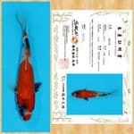 SHOWA IMPORT SAKAI TOSAI ~ 21 CM