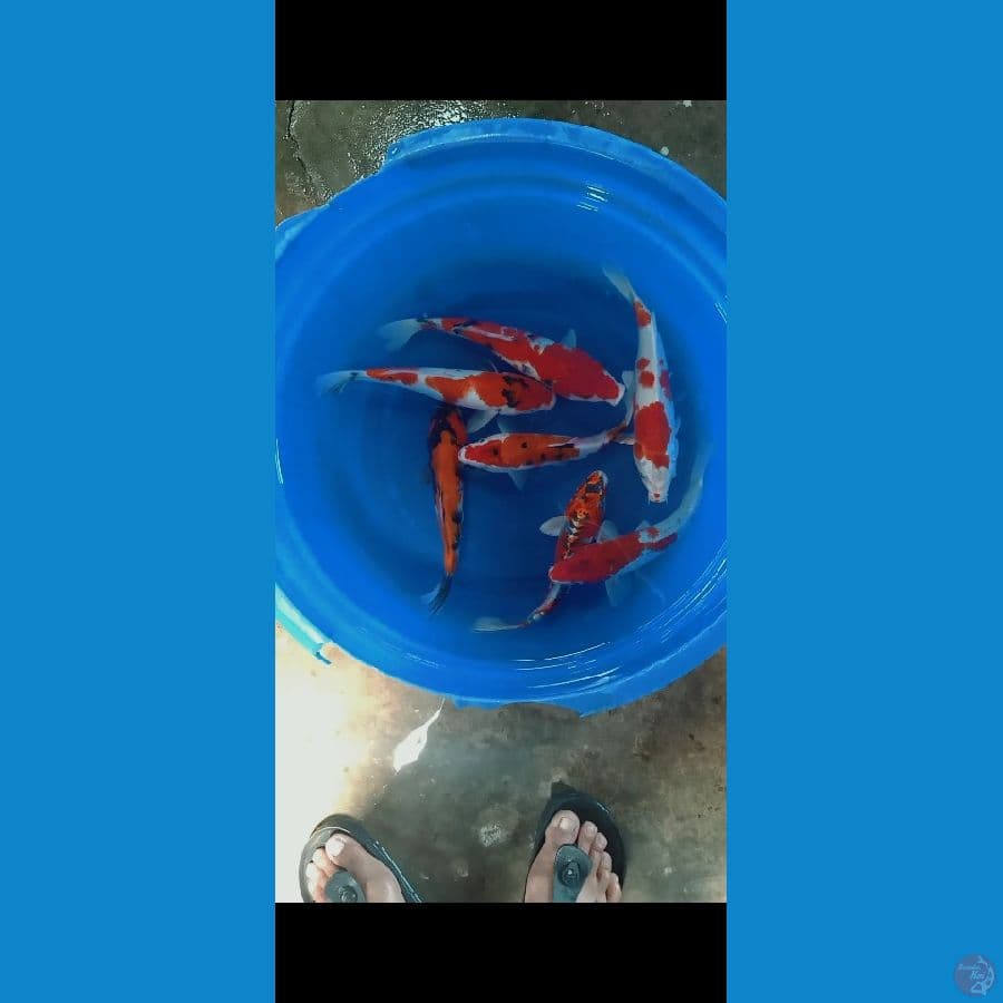 mix koi 7 ekor