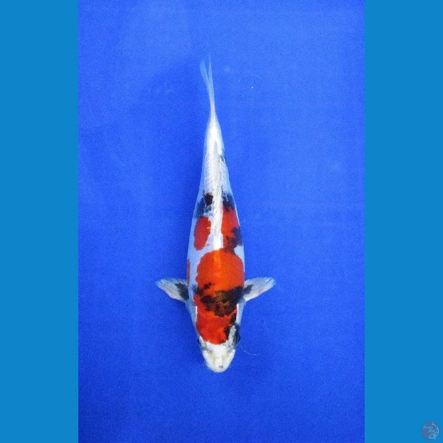 showa doitdu hikari ±25cm