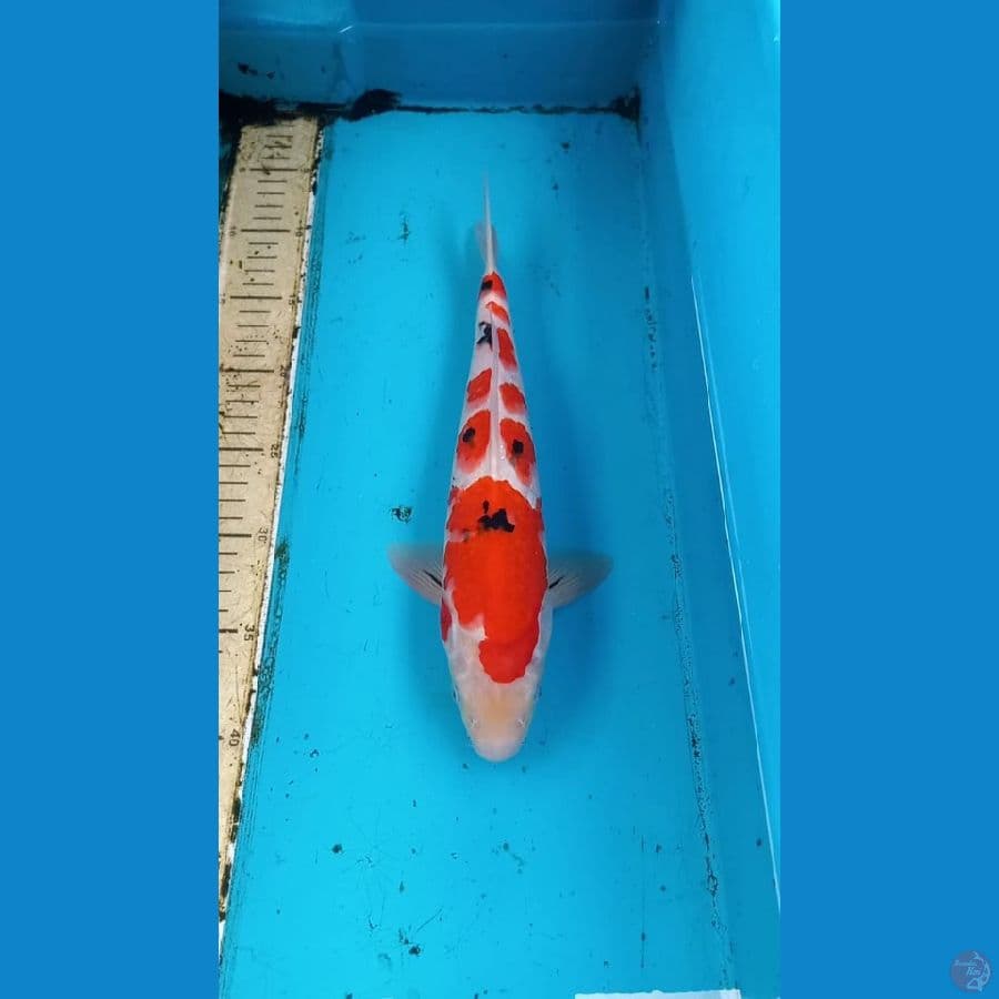 Sanke 33cm male