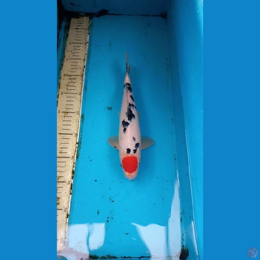 Tancho sanke 29cm male