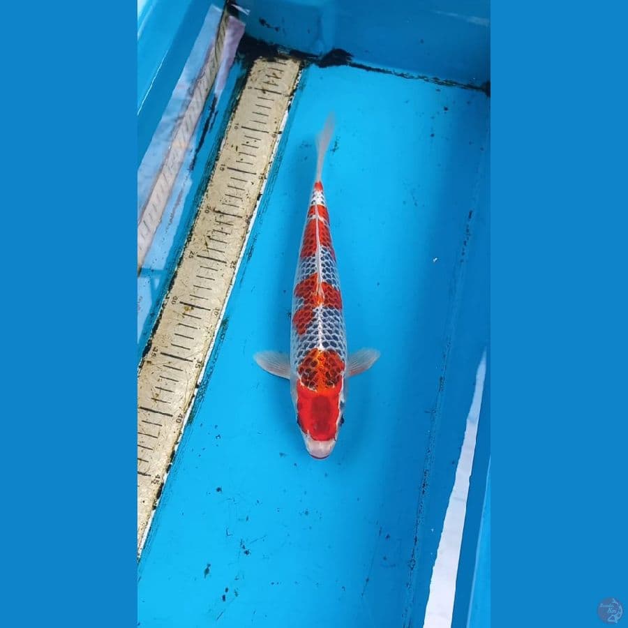 Goshiki 32cm male