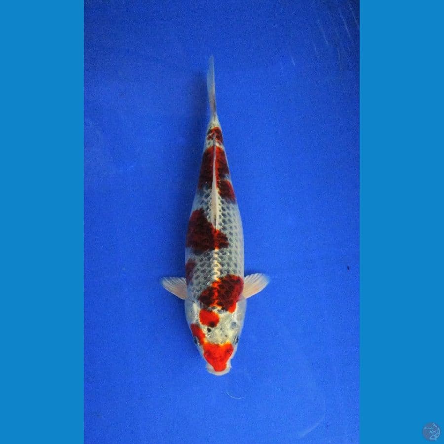 goshiki ±32cm