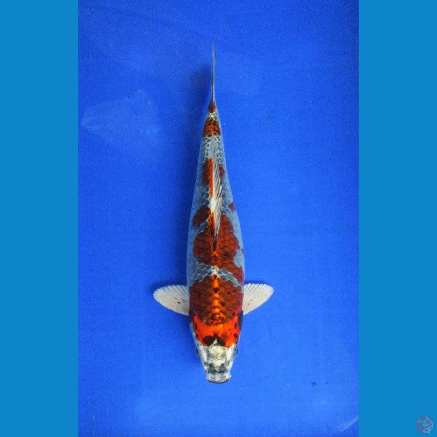 kujaku ginga ±34cm