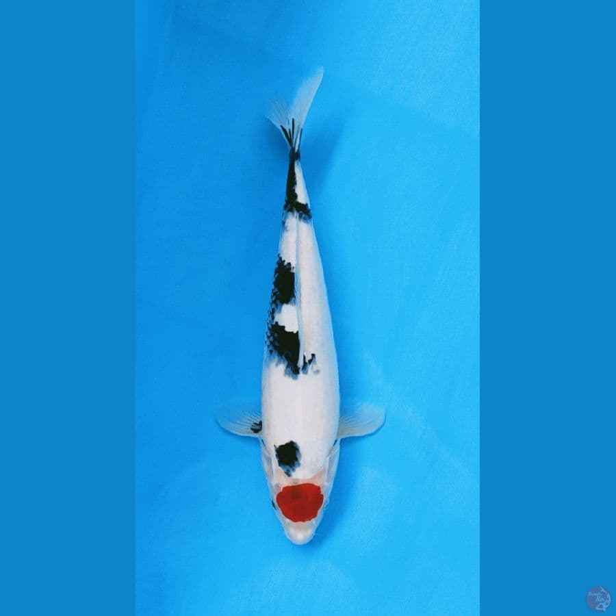 tancho showa 38cm