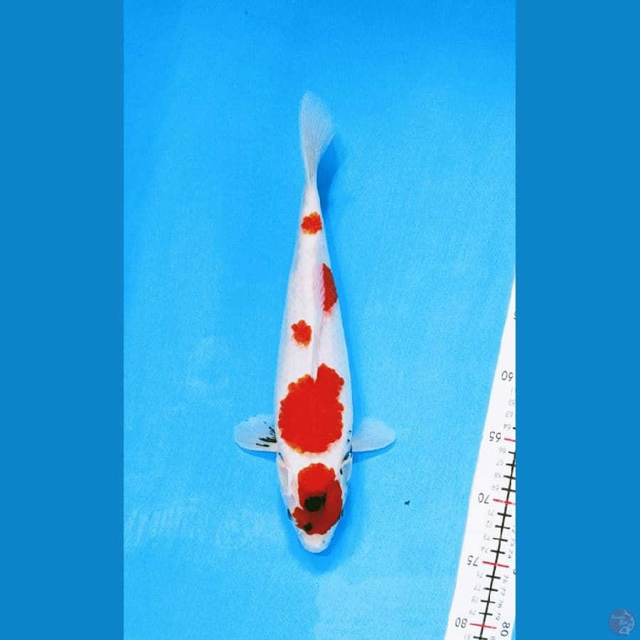kindai showa 34cm
