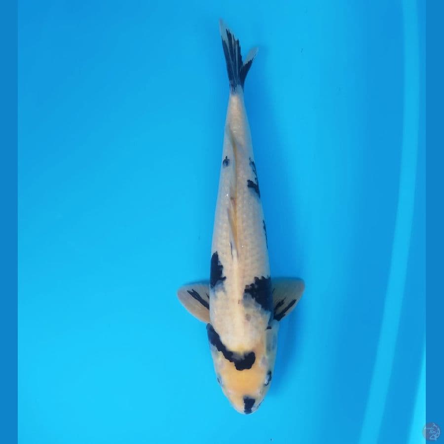 SHIRO 42 CM