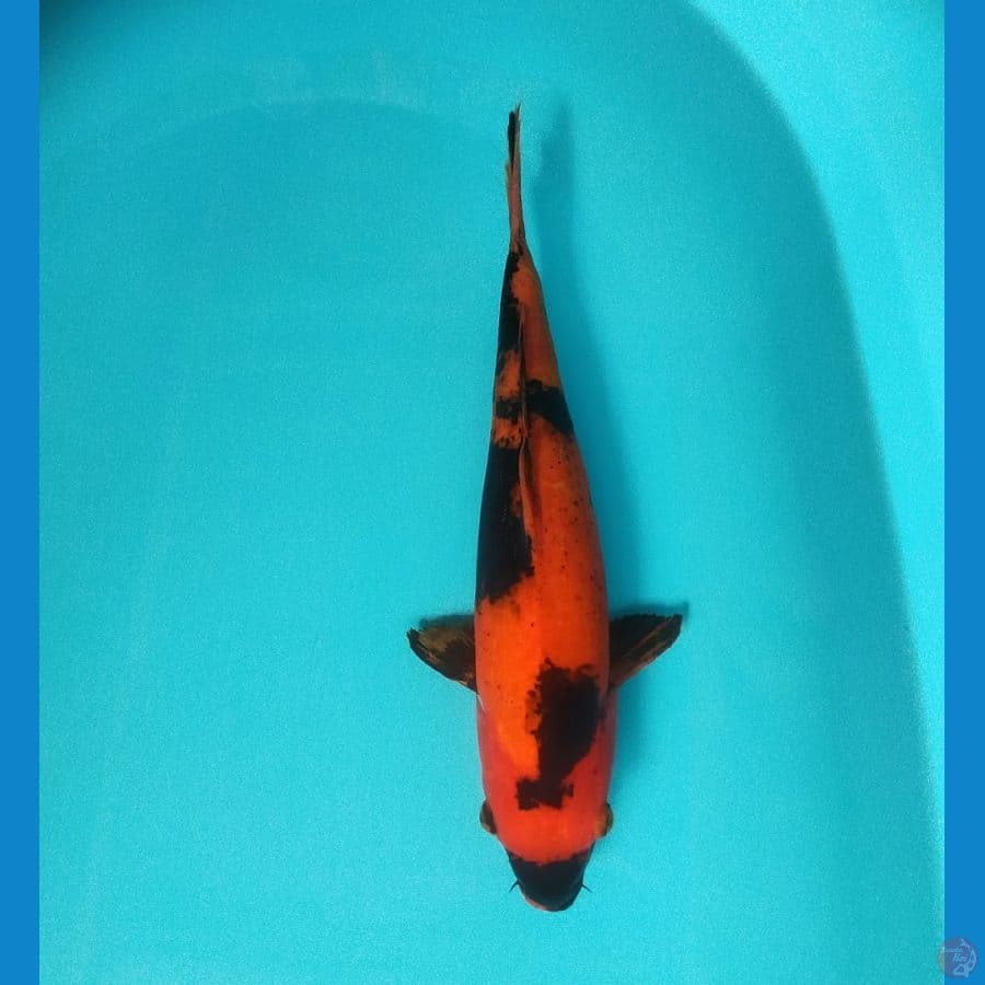 Hi Utsuri 39 cm