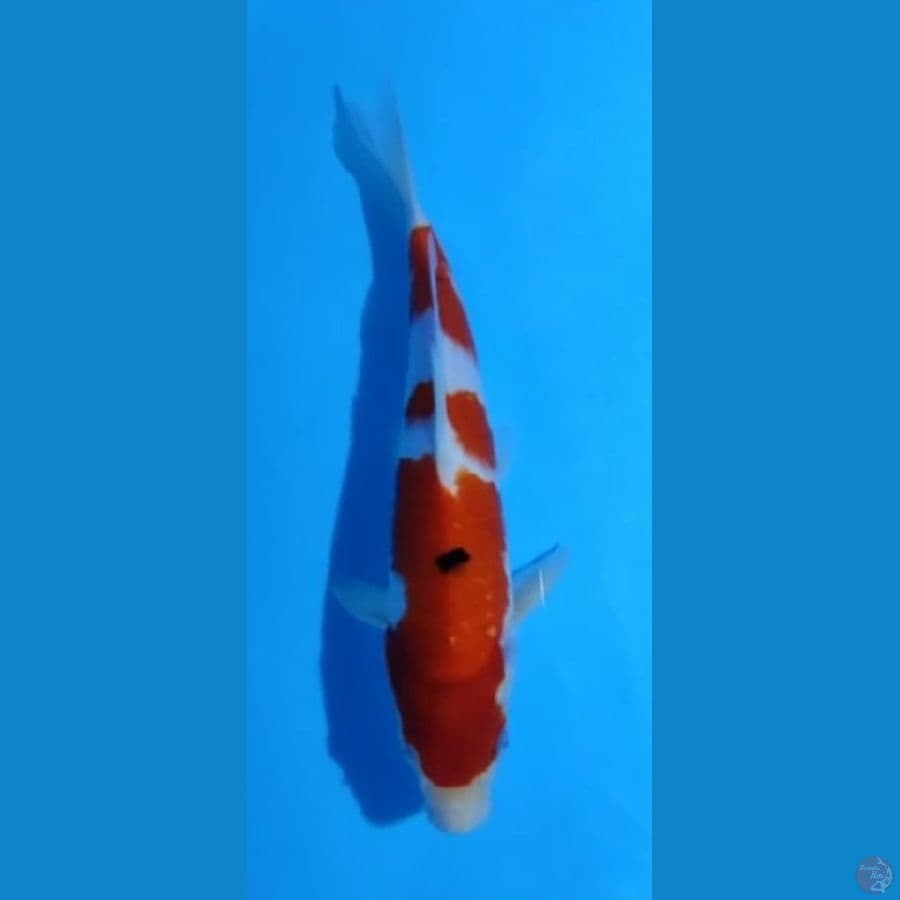 sanke 29 cm