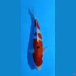 sanke 29 cm