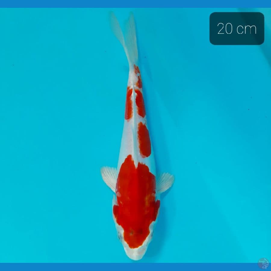 kikushui doit 20 cm