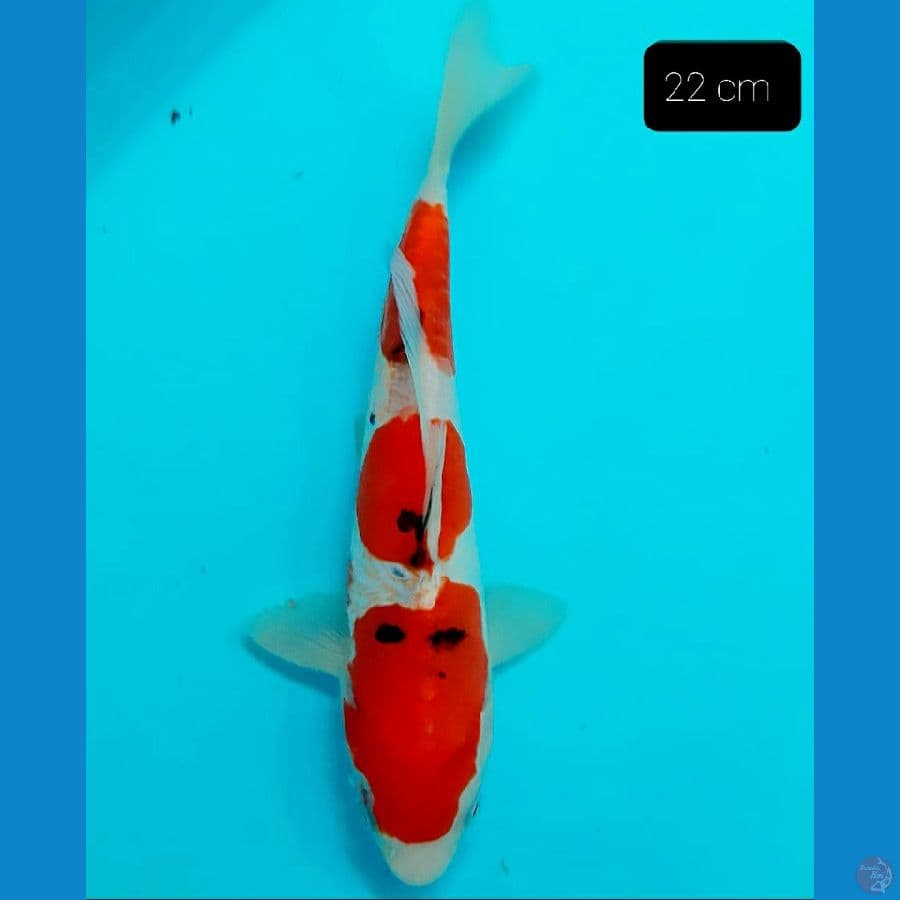 *SANKE 22 CM* 