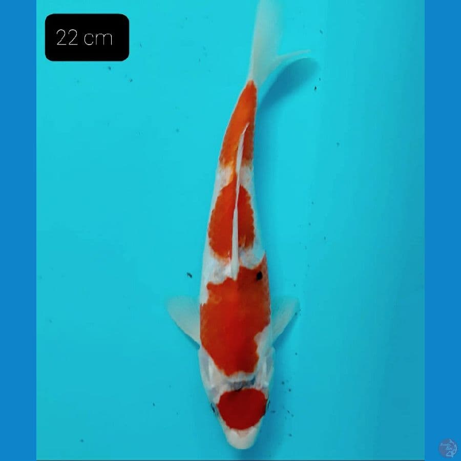 *SANKE 22 CM* 