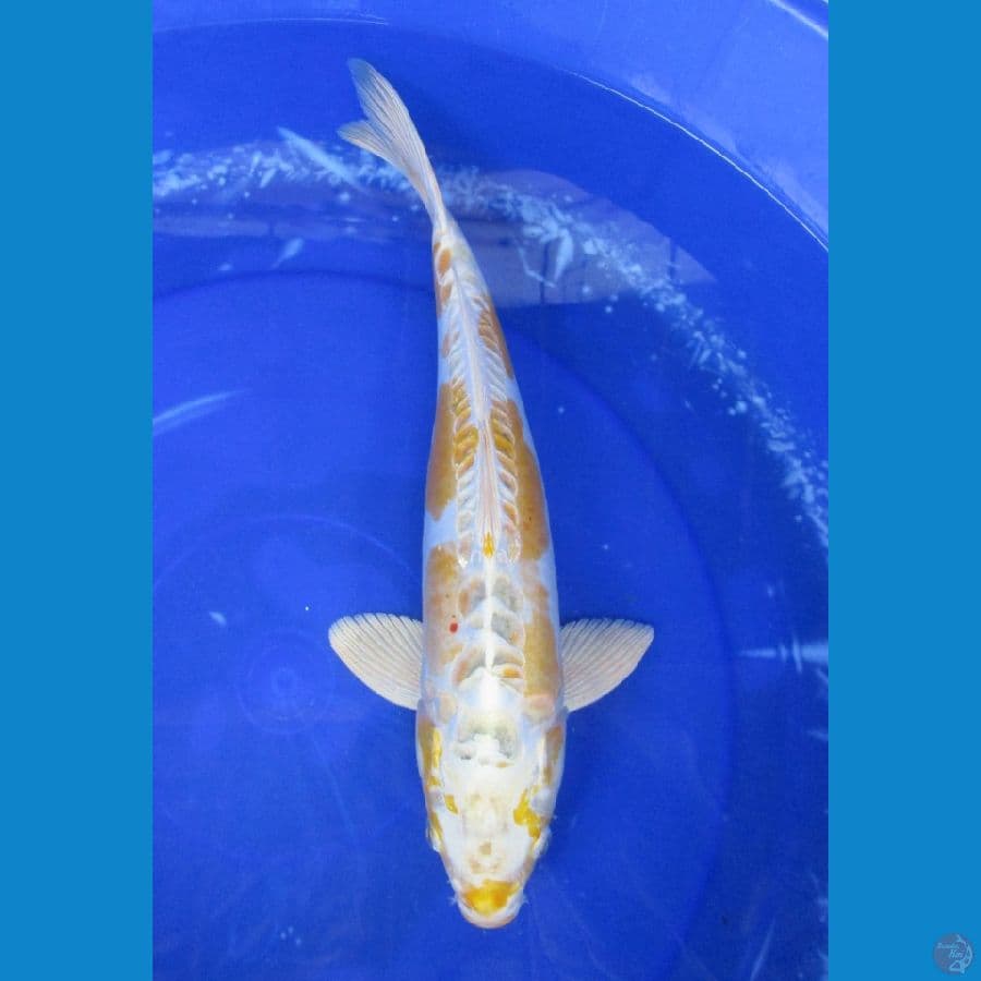 Hariwake 40cm