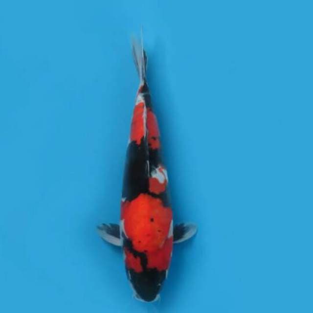 35cm Female Tosai - Showa Doitsu 