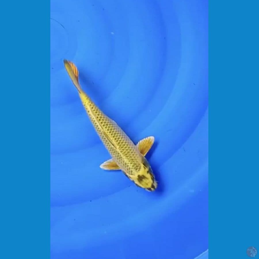 Mukashi ogon