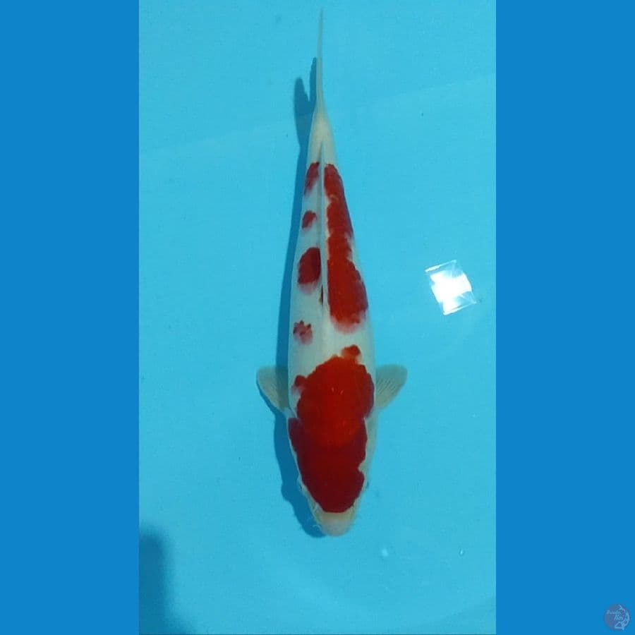 Kohaku