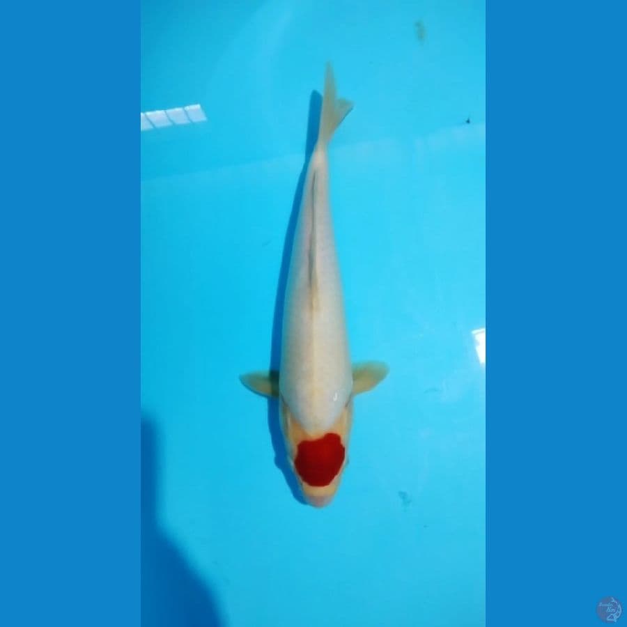 Tancho Original Punuk