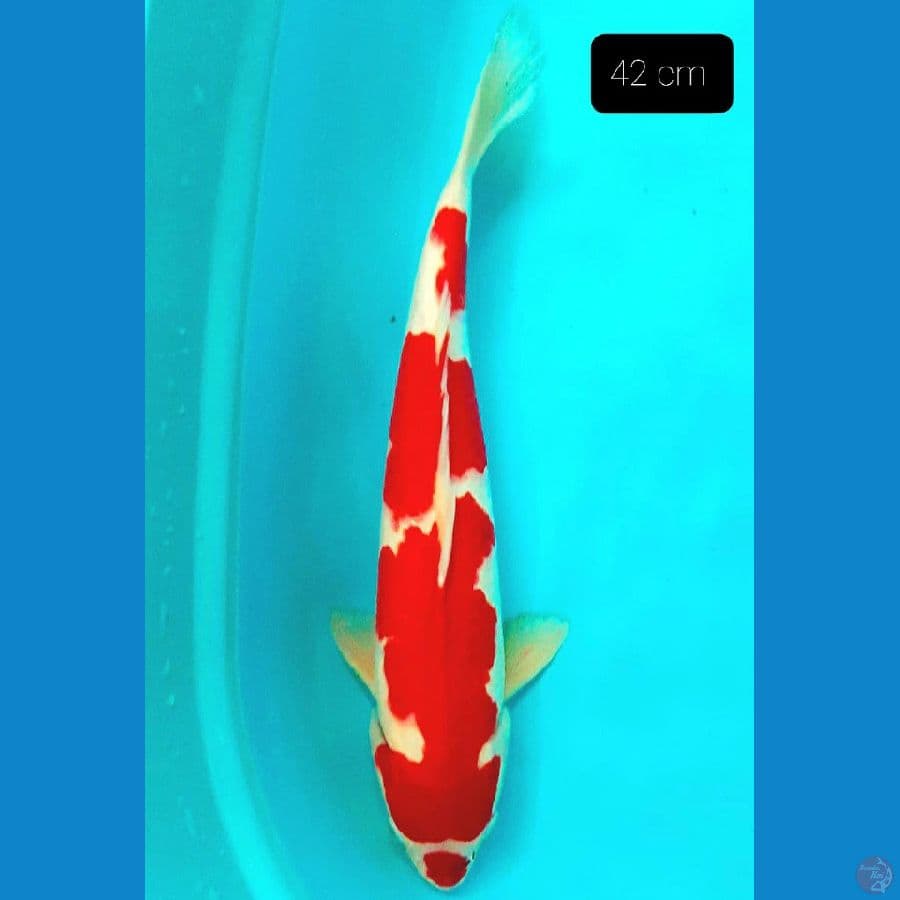 *KOHAKU 42 CM*