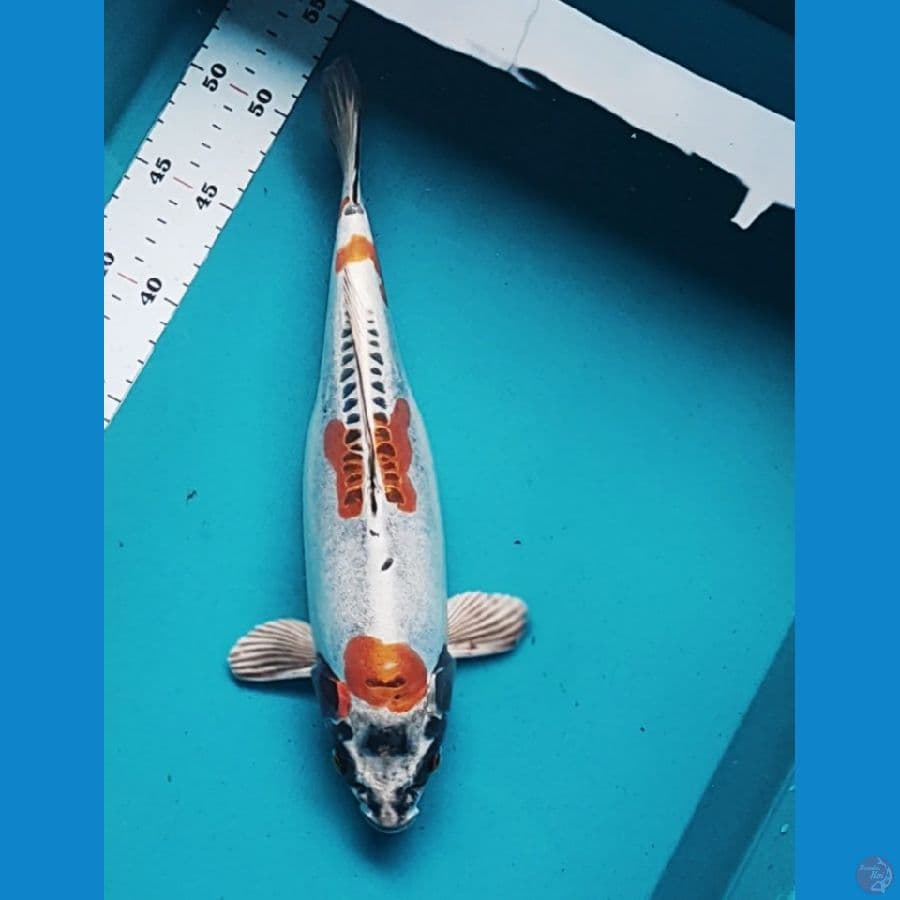 kiko 33cm