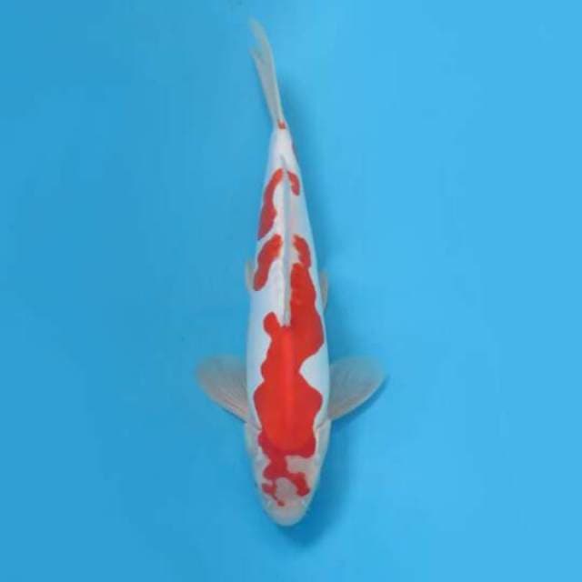 31cm Male Tosai - Kohaku Doitsu Cantik Original 