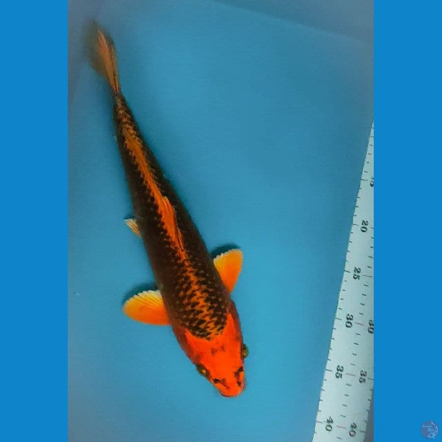 aka matsuba 37cm male