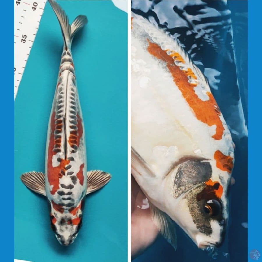 kiko strong punuk 34cm male