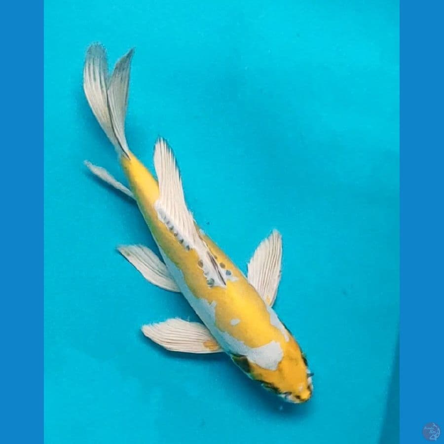 kumpay yellow kiko sq 27cm male