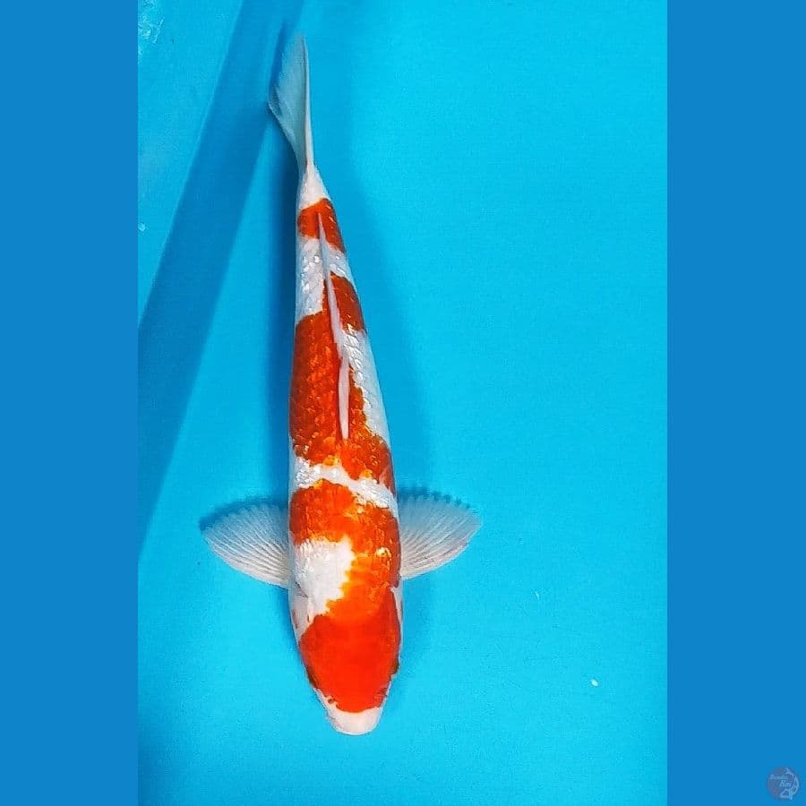 kohaku ginrin 35cm male