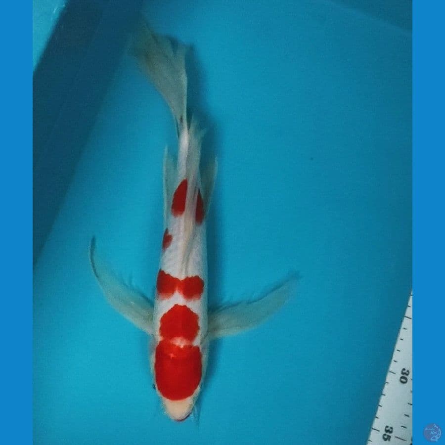 kumpay maruten 37cm