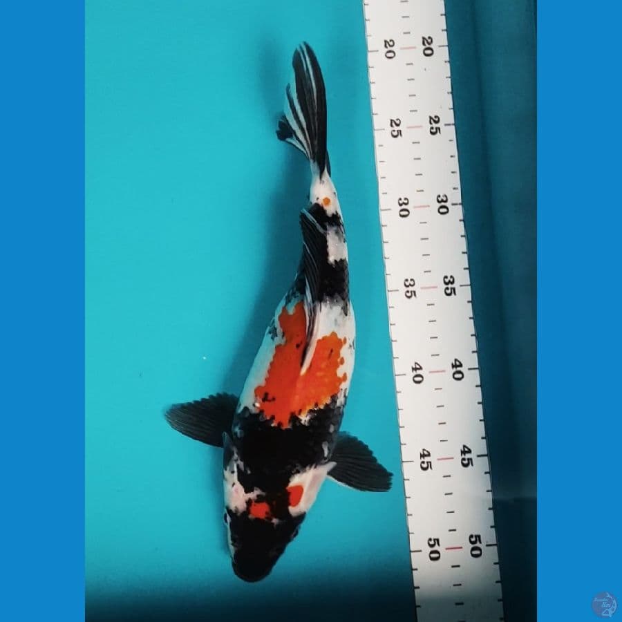showa shortbody 28cm
