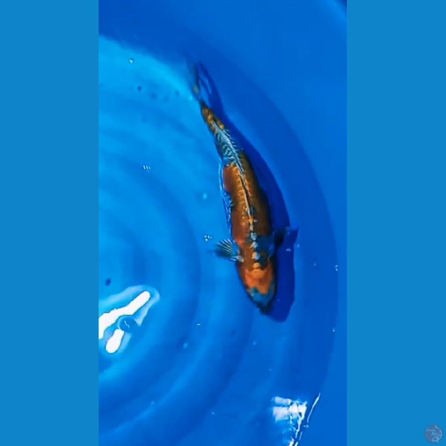 KiKo jos Induk 46cm
