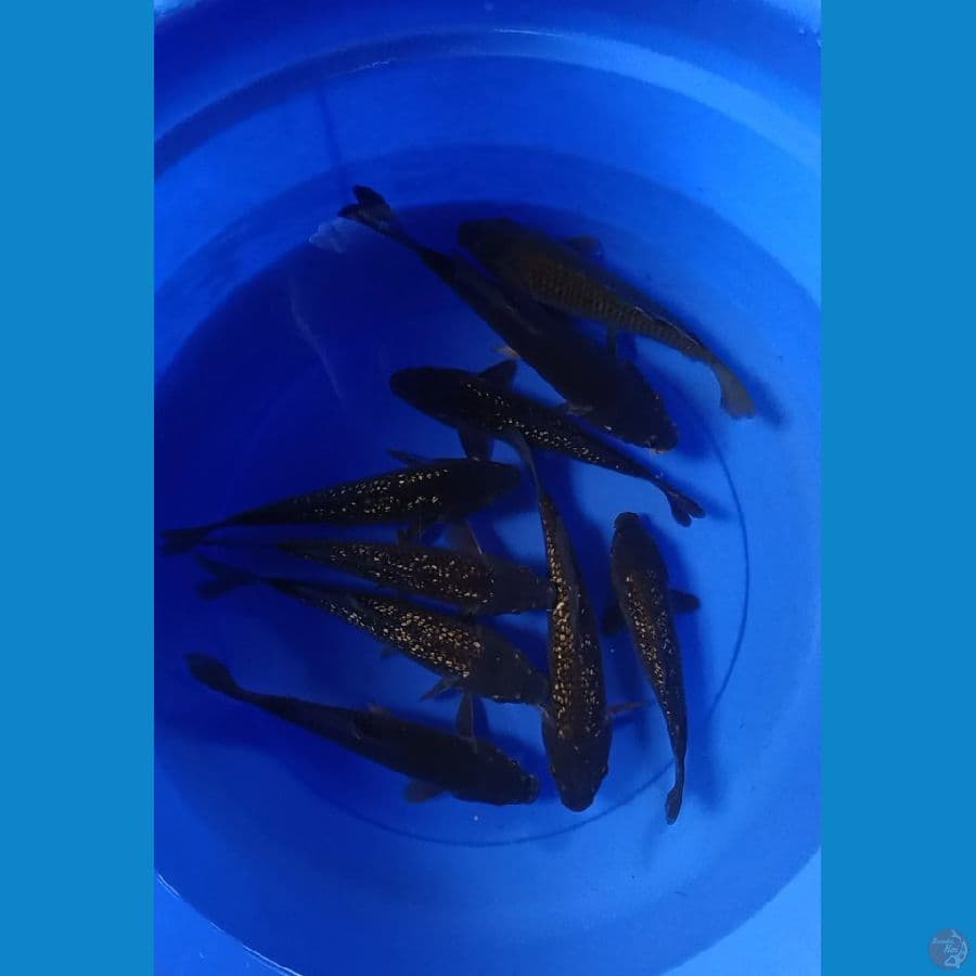 BLACK DIAMOND 20-25CM