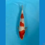 Kohaku Hq 25bu