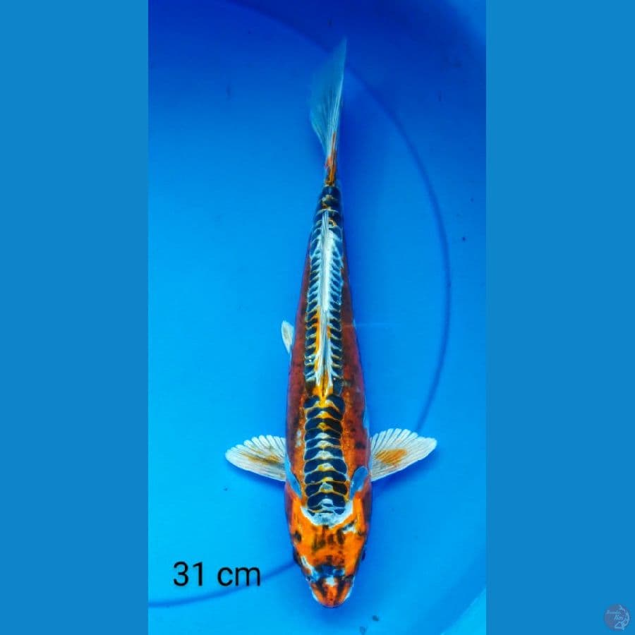 kiko antix 27 cm